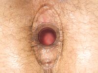 Bound Gods Dominic Pacifico, Angel Duran